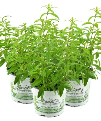 Produktbild von Enseleits 3er Set Zitronenstrauch, Zitronenverbene, Aloysia citrodora, Kräuter Pflanze