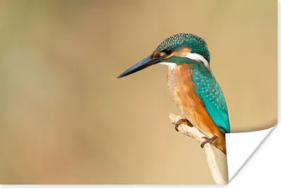 Produktbild von MuchoWow® Poster Eisvogel - Tiere - Vogel 120x80 cm - Bilder