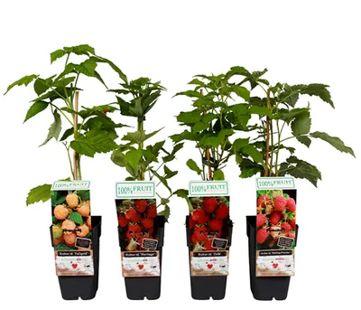 Produktbild von Dehner Himbeere 4er Set, mit je 1x Fallgold, 1x Malling Promise, 1x Ottawa, 1x Zefa, Selbstbefruchter-Sorten, je 50-60 cm, 2 l Topf, Beerensträucher