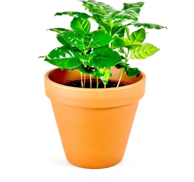 Obrázok produktu pre Gardners Coffea arabica, priemer 9 cm