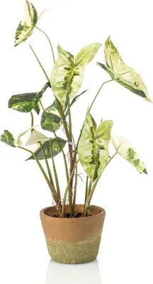 Produktbild von artplants.de Künstliche Purpurtute YOMREL im Terracottatopf, grün-weiß, 60cm - Kunst Syngonium