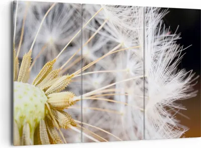 Produktbild von Bild auf Leinwand - Leinwandbild - Baby Sommer Pflanze - 165x110cm - Wand Bild - Wanddeko - Leinwanddruck - Bilder - Kunstdruck - Wanddekoration - Leinwand bilder - Wandkunst - CE165x110-3630