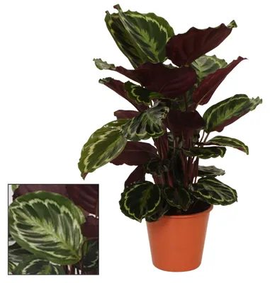 Image de Médaillon de calathéa - 65-75cm - Ø19cm - Plante d'intérieur - Vert persistant
