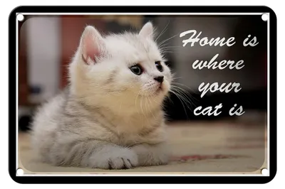 Produktbild von Blechschild Spruch 18x12cm Katze Home is where your cat