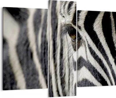 Produktbild von Bild auf Leinwand - Leinwandbild - Zebra Streifen Tierwelt Safari - 95x80cm - Wand Bild - Wanddeko - Leinwanddruck - Bilder - Kunstdruck - Wanddekoration - Leinwand bilder - Wandkunst - CB95x80-2195