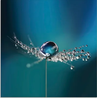 Produktbild von ARTland Glasbild Pusteblume Tautropfen blau Größe: 30x30 cm