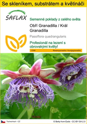 Obrázek produktu pro SAFLAX Kultivační sada - Obří Granadilla / Král Granadilla - Passiflora quadrangularis - 12 Semena - S mini skleníkem, pěstebním substrátem a 2 květináči
