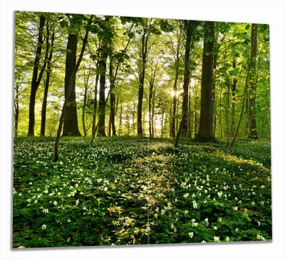 Produktbild von Wallario Herdabdeckplatte aus Glas, Größe 60 x 52 cm 2-teilig, Motiv Waldanemonen und Sonnenstrahlen im Wald