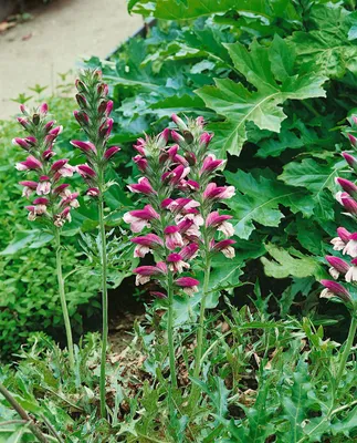 Zdjęcie produktu dla Acanthus spinosus, barszcz, kłujący, doniczka ok. 11x11 cm