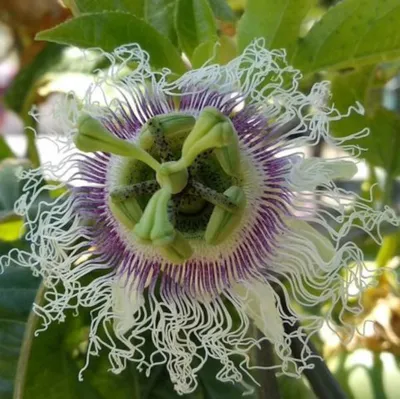 Produktbild von Winterharte Passionsblume Passiflora edulis 'Frederick' ca. 30 cm - exotische Schönheit - mehrjährige Kletterpflanze