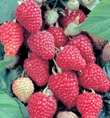 Produktbild von Himbeerstrauch ´HERITAGE´ 40-50 cm, Cont. 2 l