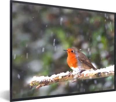 Produktbild von MuchoWow® Gerahmtes Poster Rotkehlchen - Schnee - Zweig 80x60 cm - Poster mit Schwarzem Bilderrahmen Wandposter Rahmen Foto Bilder - Schwarzem - Mit Gestell