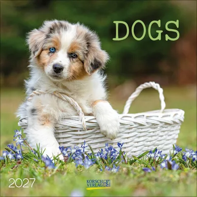 Produktbild von Dogs 2027: Broschürenkalender mit Ferienterminen. Hunde und Welpen. 30 x 30 cm