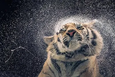Obrázok produktu pre Tiger – Kanja – 61 x 91,5 cm – plagát