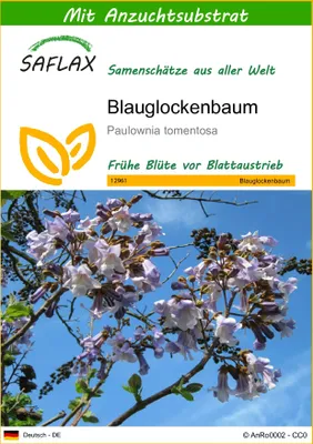 Produktbild von SAFLAX - Blauglockenbaum - Paulownia tomentosa - 200 Samen - Mit keimfreiem Anzuchtsubstrat