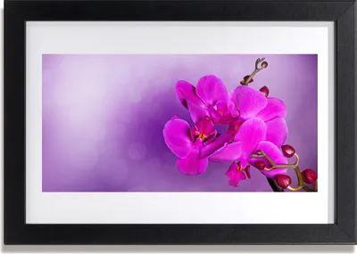 Produktbild von Bild 30x20 MDF-Rahmen Wandkunst Orchid Petals Blumen