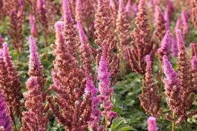 Obrázek produktu pro 6 x Astilbe chin. 'Purpurkerze' - nádherná spirea - květináč 9 x 9 cm