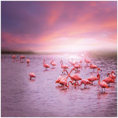 Produktbild von Wallario Memoboard Magnettafel aus Glas, Größe 50 x 50 cm, Motiv Rosa Flamingos bei Sonnenuntergang