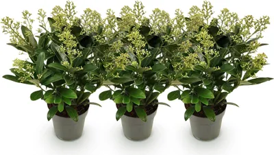 Image de Green boutiQ - Terrasplant - Skimmia japonica Finchy - Bloem Wit - 15+ Bloemen - 3 Planten - Winterhard - Pot 15cm Hoogte 30cm