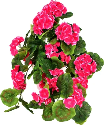 Zdjęcie produktu dla Muscat zwisający różowy w ceramicznej doniczce 50×35 cm