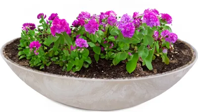 Produktbild von Flache Pflanzschale für draussen Dekoschale rund beige sand 45 cm