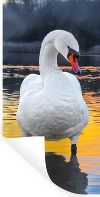 Produktbild von MuchoWow® Wandtattoo Wandsticker Wandaufkleber Schwan - Vogel - Sonnenuntergang - Wasser 20x40 cm Selbstklebend und Repositionierbar - Selbstklebend - Fototapeten