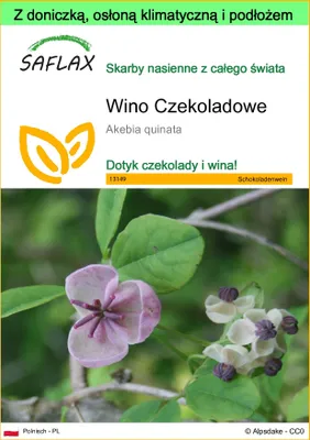 Zdjęcie produktu dla SAFLAX - Garden to go - Wino Czekoladowe - 10 Nasiona - Z doniczką, pokrywą klimatyczną i podłożem do uprawy - Akebia quinata