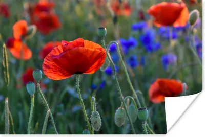 Produktbild von MuchoWow® Poster Bunte Mohnblumen in den Niederlanden 60x40 cm - Schlafzimmerdekoration