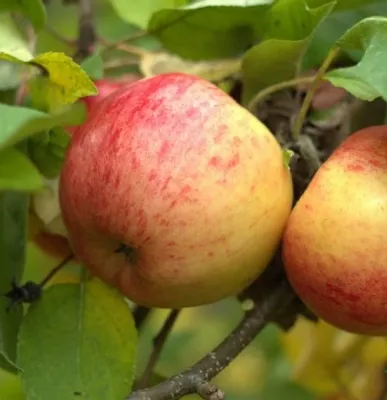 Produktbild von Topaz ® Apfelbaum - Buschbaum Topfballen (Versandzeit: ganzjährig)