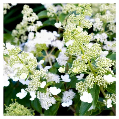 Produktbild von Hortensie Kyushu aufrechter laubabwerfender Strauch mit weißen Blüten für den Garten