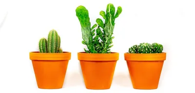 Obrázek produktu pro Gardners Kaktus mix, průměr 12 cm