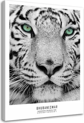 Produktbild von Leinwandbild weißer tiger 80x120 cm Feeby grau wandbild bereit zum aufhängen
