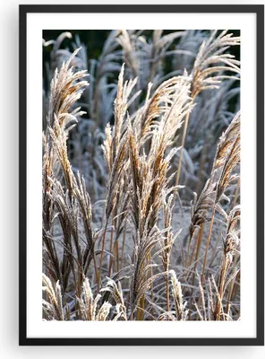 Produktbild von Gerahmtes Poster - Schwarzer Rahmen - Stock Ähren Boho - 50x70 cm - Wand Bild - Wanddeko - Wandbilder - Kunstposter - Wandposter - Bilderrahmen - Bilder - Kunstdruck - Wanddekoration - P2BPA50x70-4523