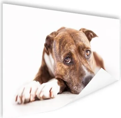 Produktbild von MuchoWow® Poster Liegender Hund Fotodruck 180x120 cm - Fotoplakat
