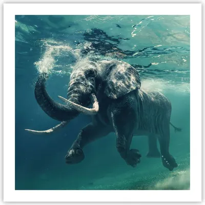 Produktbild von Poster - Poster ohne Rahmen - Elefant Tier Wasser - 60x60 cm - Wand Bild - Wanddeko - Wandbilder - Kunstposter - Wandposter - Bilder - Kunstdruck - Wanddekoration - Wandbild - P2XAC60x60-3944
