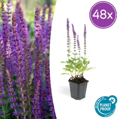 Productafbeelding van Salvia nem. 'Ostfriesland' | 48 stuks - 10-25cm - Ø9cm - Tuinplant