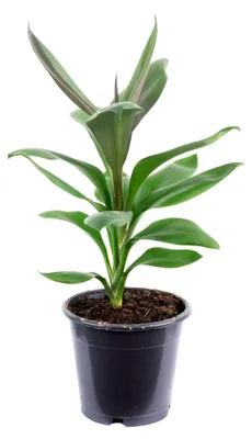 Produktbild von Keulenlilie - Zimmerpflanze, Cordyline 'Glauca' - Höhe ca. 40 cm, Topf-Ø 12 cm
