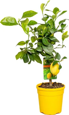 Produktbild von Bloomique - Citrus Limon - Zitrone - Zitronenbaum - Zitrusbaum - Obstbaum - Gartenpflanzen - 50-70 cm Hoch - Topf 19 cm