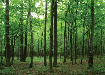Obrázok produktu pre Sanders & Sanders Plagát zalesnená krajina zelená - 600708 - 160 x 110 cm