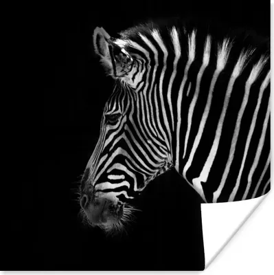 Produktbild von MuchoWow® Poster Zebra - Wilde Tiere - Schwarz 75x75 cm - Wand Dekoration