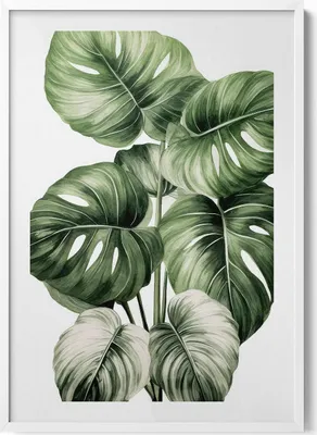 Produktbild von Bemalte Monstera-Blätter– Wandbild mit Rahmen – Gerahmtes Bild  – Wanddekoration – 70x100 cm –  Weiß Rahmen