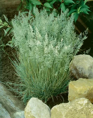 Produktbild von Koeleria glauca 'Coolio', Blaugras, 20–30 cm