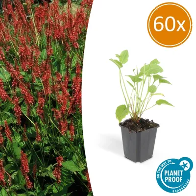 Produktbild von Bistorte – Persicaria amplexicaulis – Bistorta – Winterharte Staude – 9-cm-Topf – Set mit 60 Pflanzen