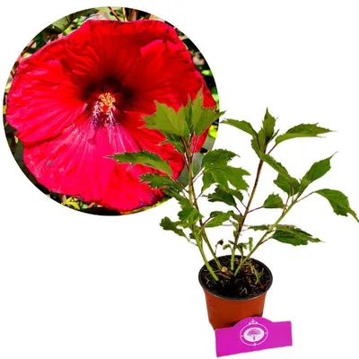 Image de Hibiscus moscheutos « Fireball », fleurs rouges, hauteur 40 cm, pot de 2 litres
