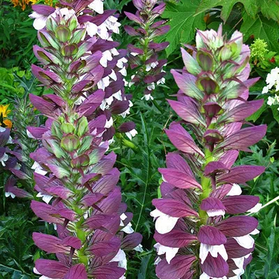 Image de 6 x Acanthe des Balkans - Acanthus hungaricus | pot 9cm x 9cm