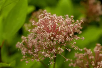 Produktbild von Ceanothus pallidus 'Marie Simon', Säckelblume, rosa, 40–60 cm