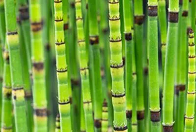 Obrázek produktu pro 6 x Equisetum japonicum - přeslička japonská - květináč 9 x 9 cm