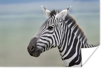 Produktbild von MuchoWow® Poster Zebra Nahaufnahme 30x20 cm - Plakate - Print