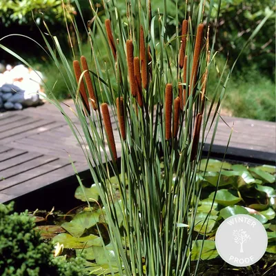 Image de Bloomique - Typha Latifolia - Grand Massette - Cigare des marais - Plantes de bassin - Résistante au gel - Zone de bassin 2-3 - Hauteur 15-25 cm - Pot 9 cm