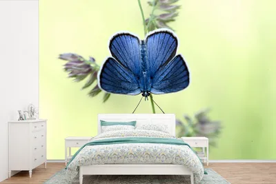 Produktbild von MuchoWow® Fototapete für Wohnzimmer oder Schlafzimmer Wandtapete Vinyl Motivtapete Blauer Schmetterling - 450x300 cm - Gemusterte